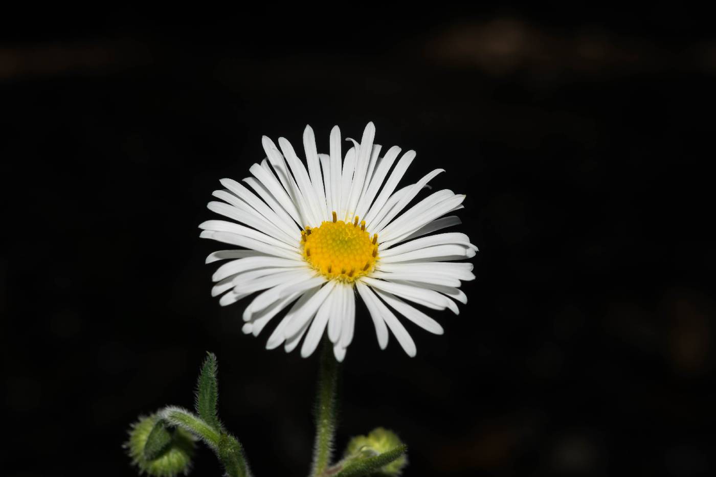 Erigeron polycephalus image