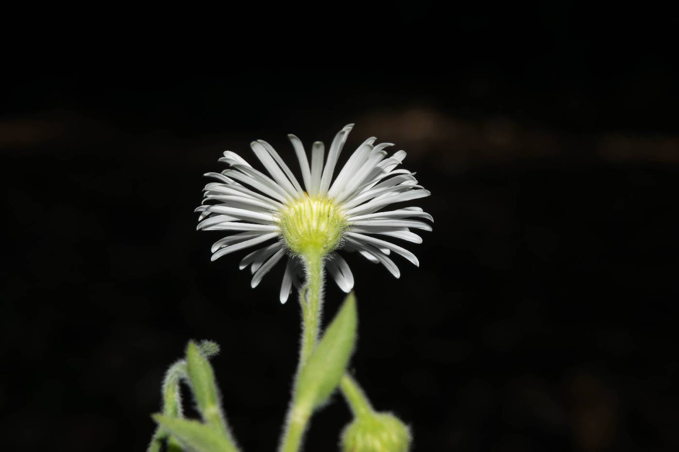 Erigeron polycephalus image