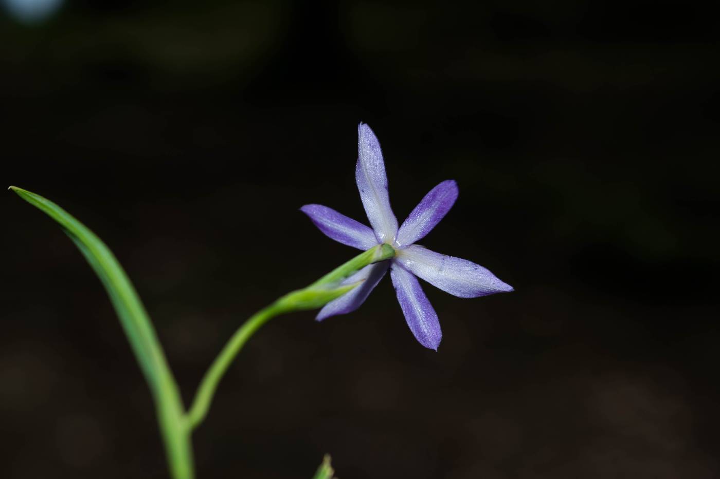 Nemastylis tenuis var. tenuis image