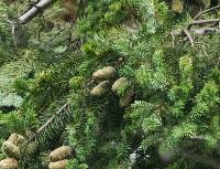 Abies durangensis image