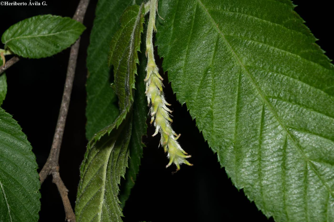 Ostrya virginiana subsp. virginiana image