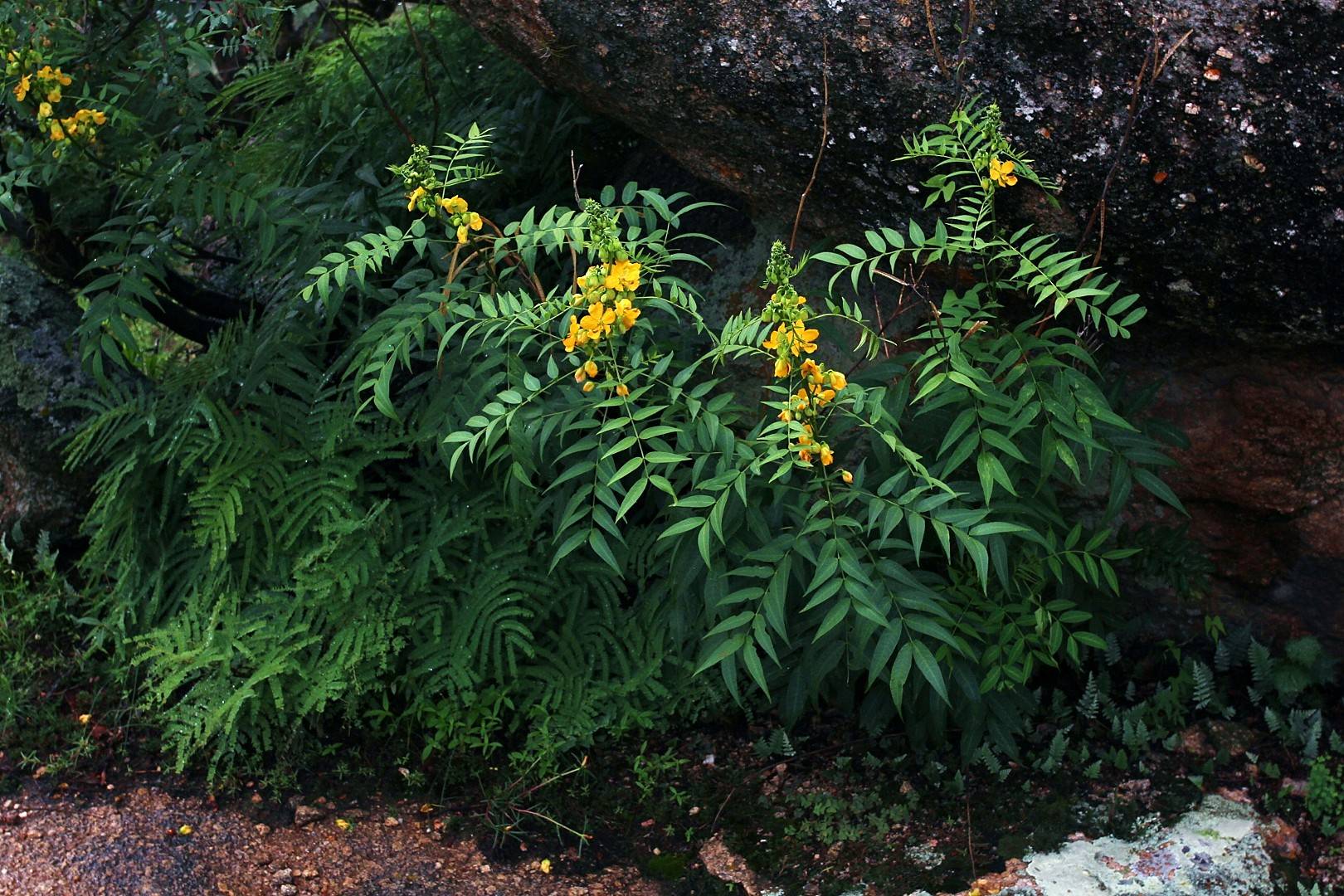 Senna hirsuta var. glaberrima image