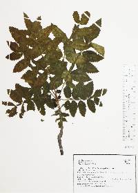 Bursera palmeri image