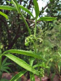 Cissus mexicana image