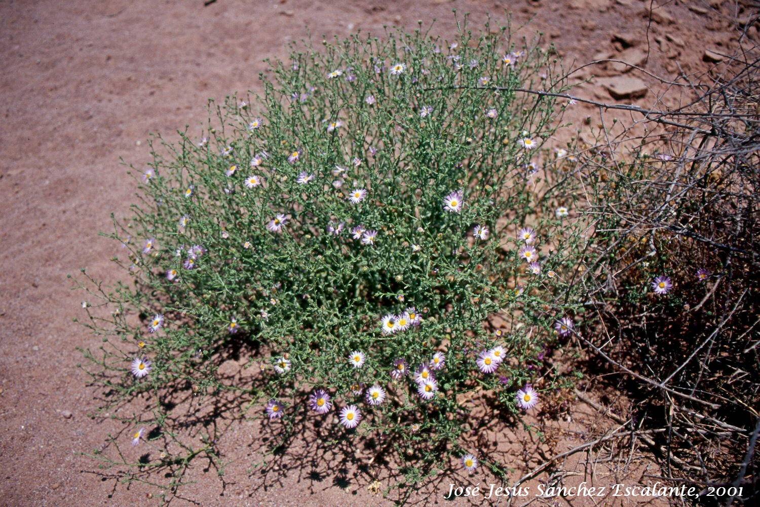 Arida coulteri image