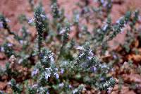 Teucrium cubense var. densum image