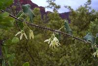 Polystemma cordifolium image