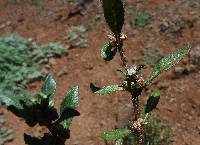 Bergia texana image