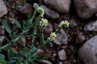 Heliotropium procumbens image