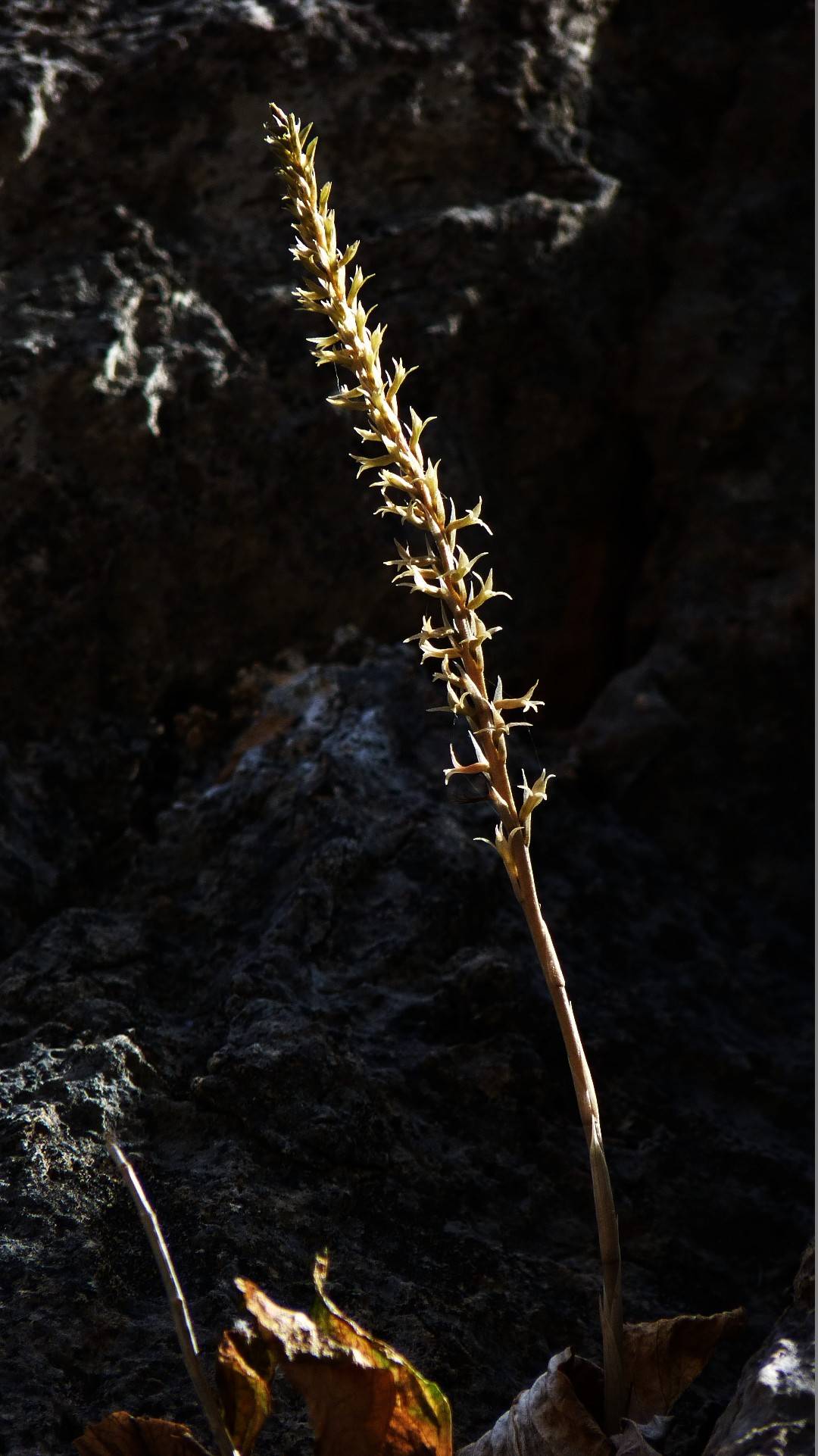 Mesadenus polyanthus image