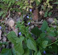 Image of Salvia languidula