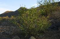 Image of Vachellia californica