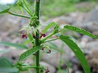 Ayenia filiformis image