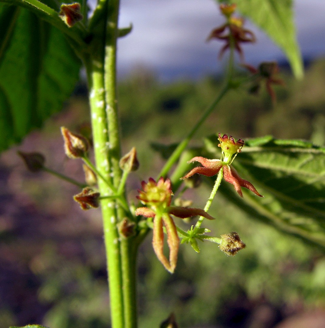 Ayenia jaliscana image