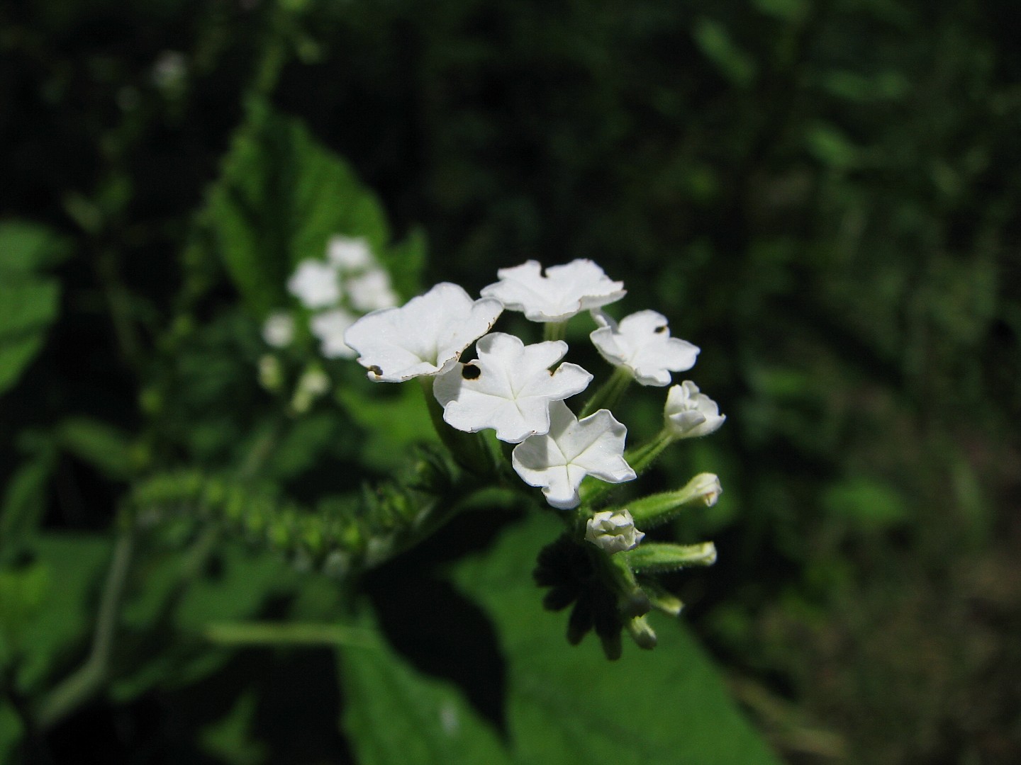 Heliotropium macrostachyum image