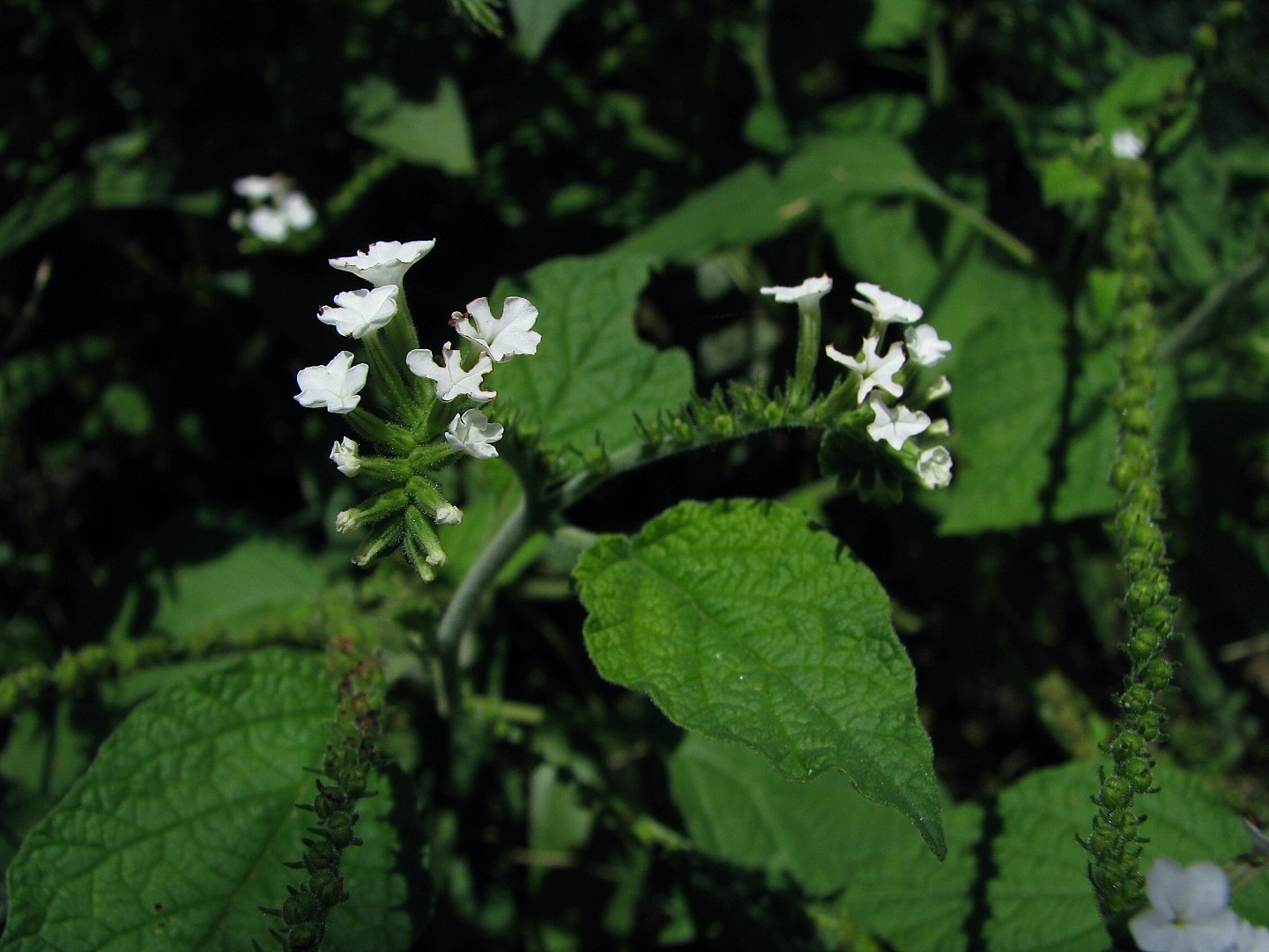 Heliotropium macrostachyum image