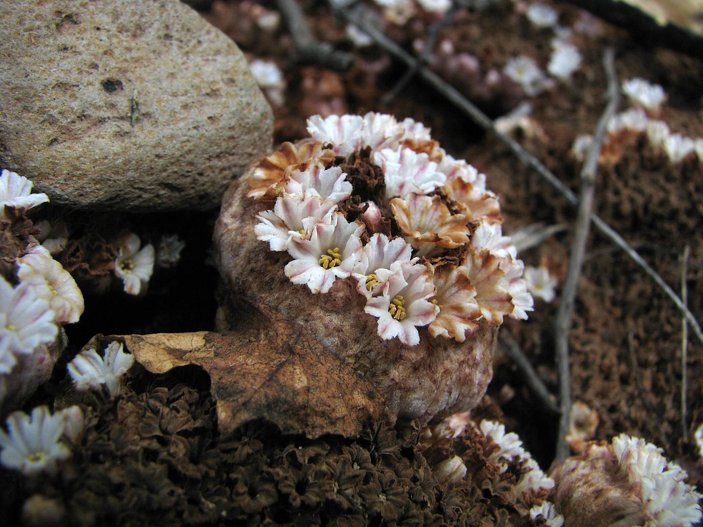 Pholisma culiacanum image