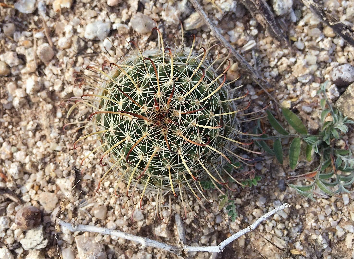 Mammillaria mainiae image