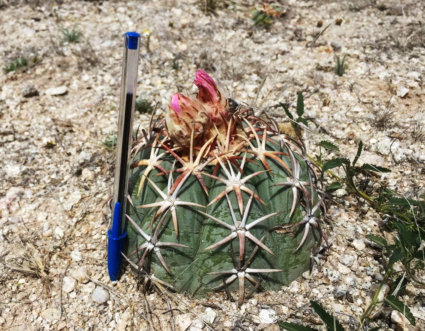 Echinocactus horizonthalonius subsp. nicholii image