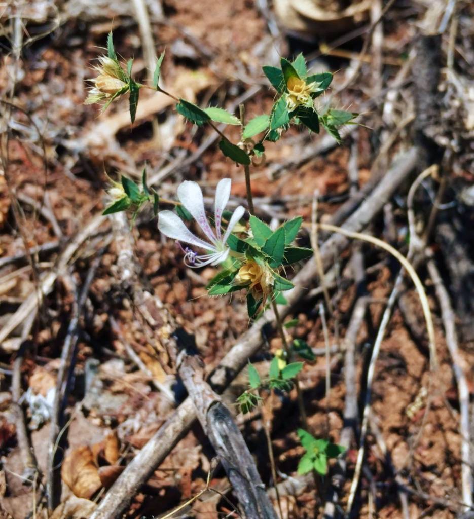 Loeselia ciliata image