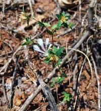 Image of Loeselia ciliata