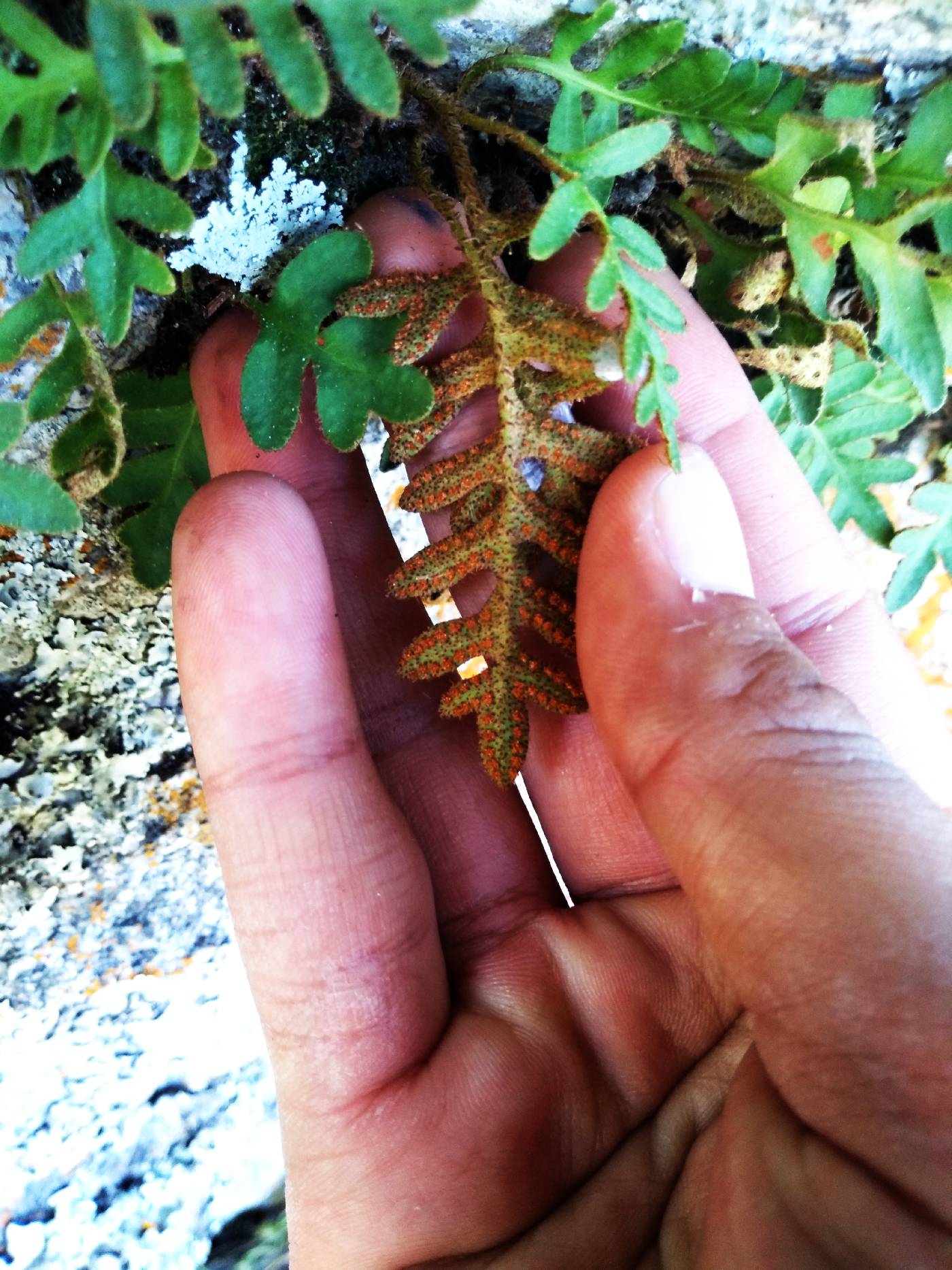 Pleopeltis polypodioides image