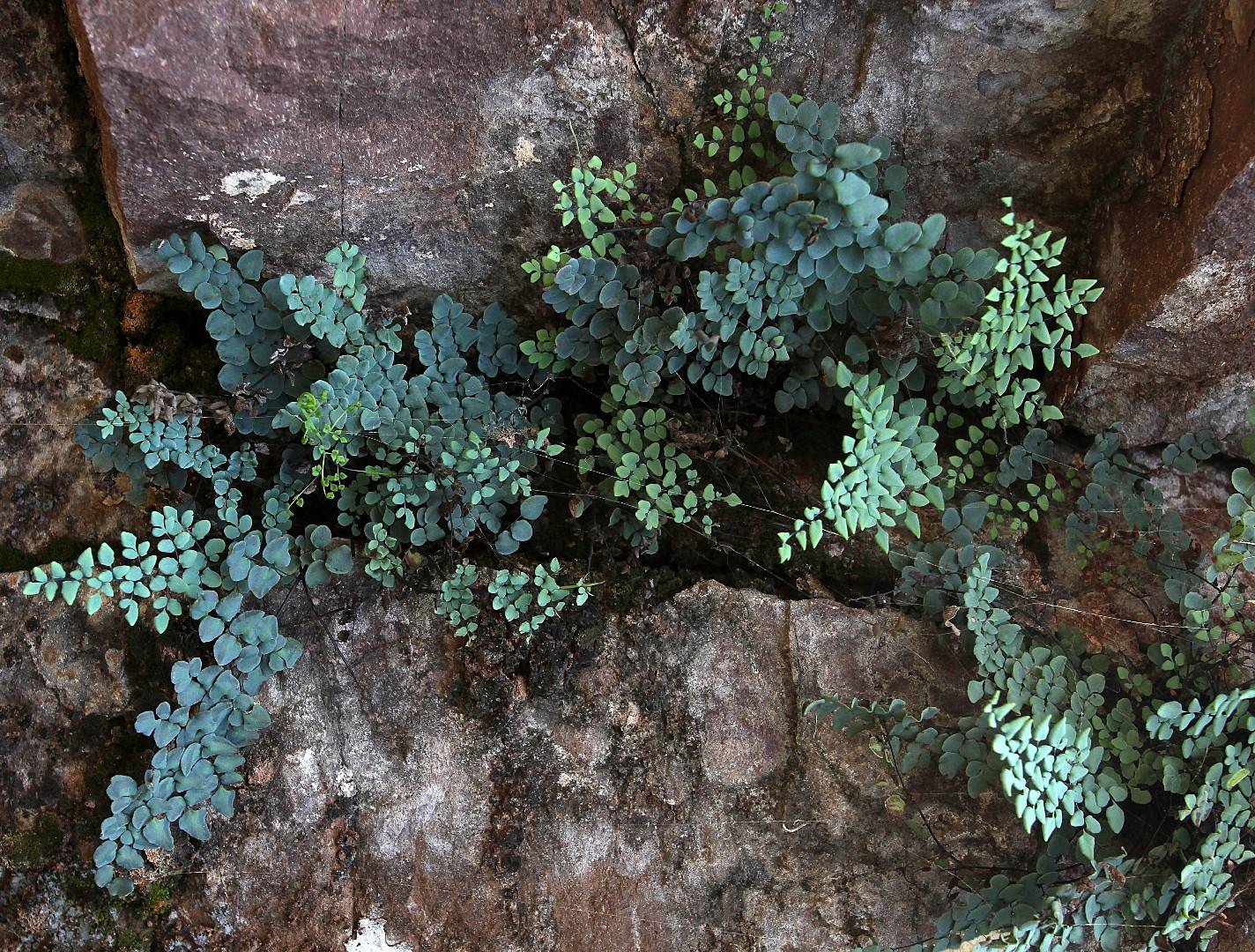 Argyrochosma jonesii image