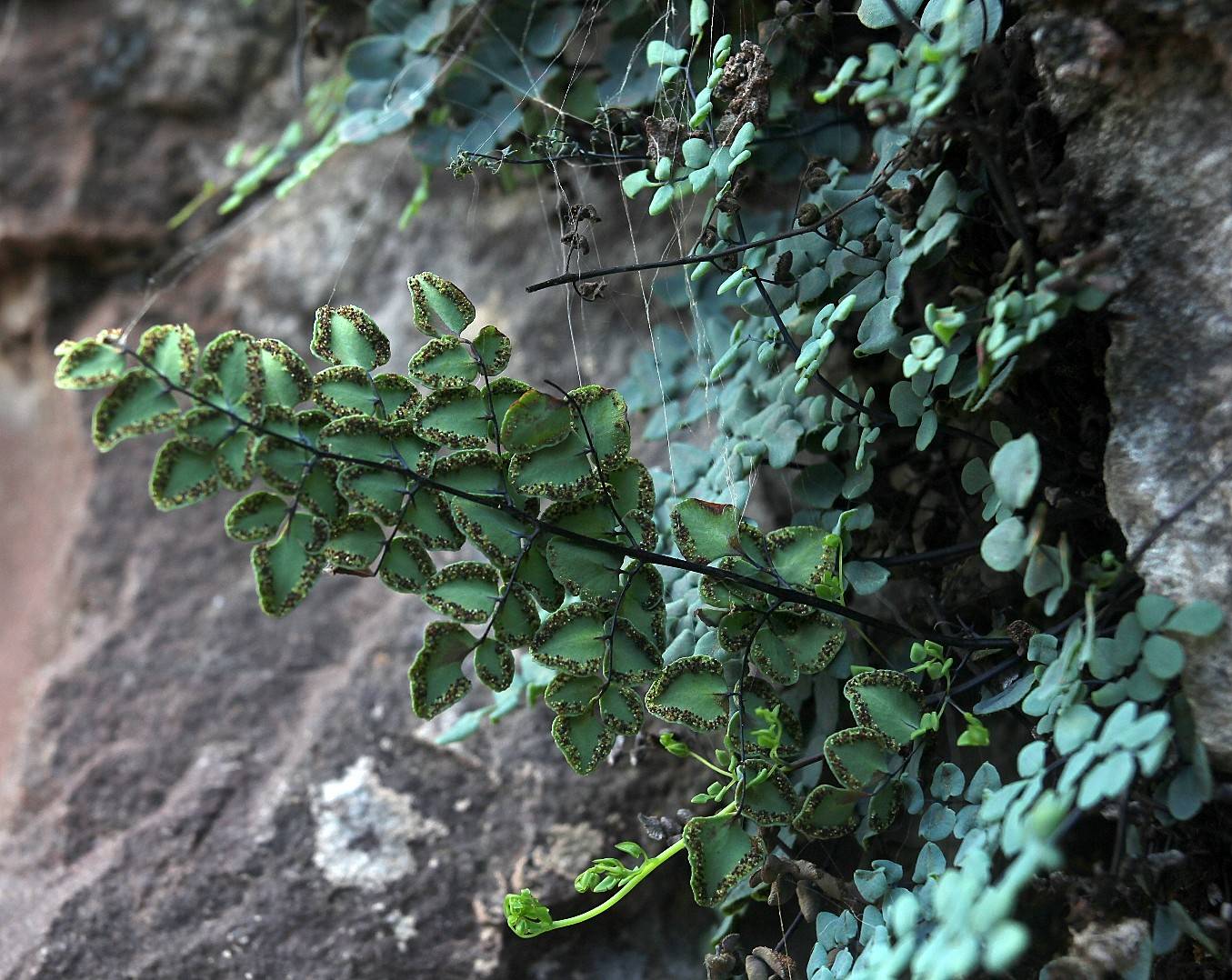 Argyrochosma jonesii image