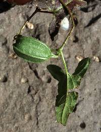 Aristolochia watsonii image