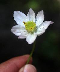 Cosmos pringlei image