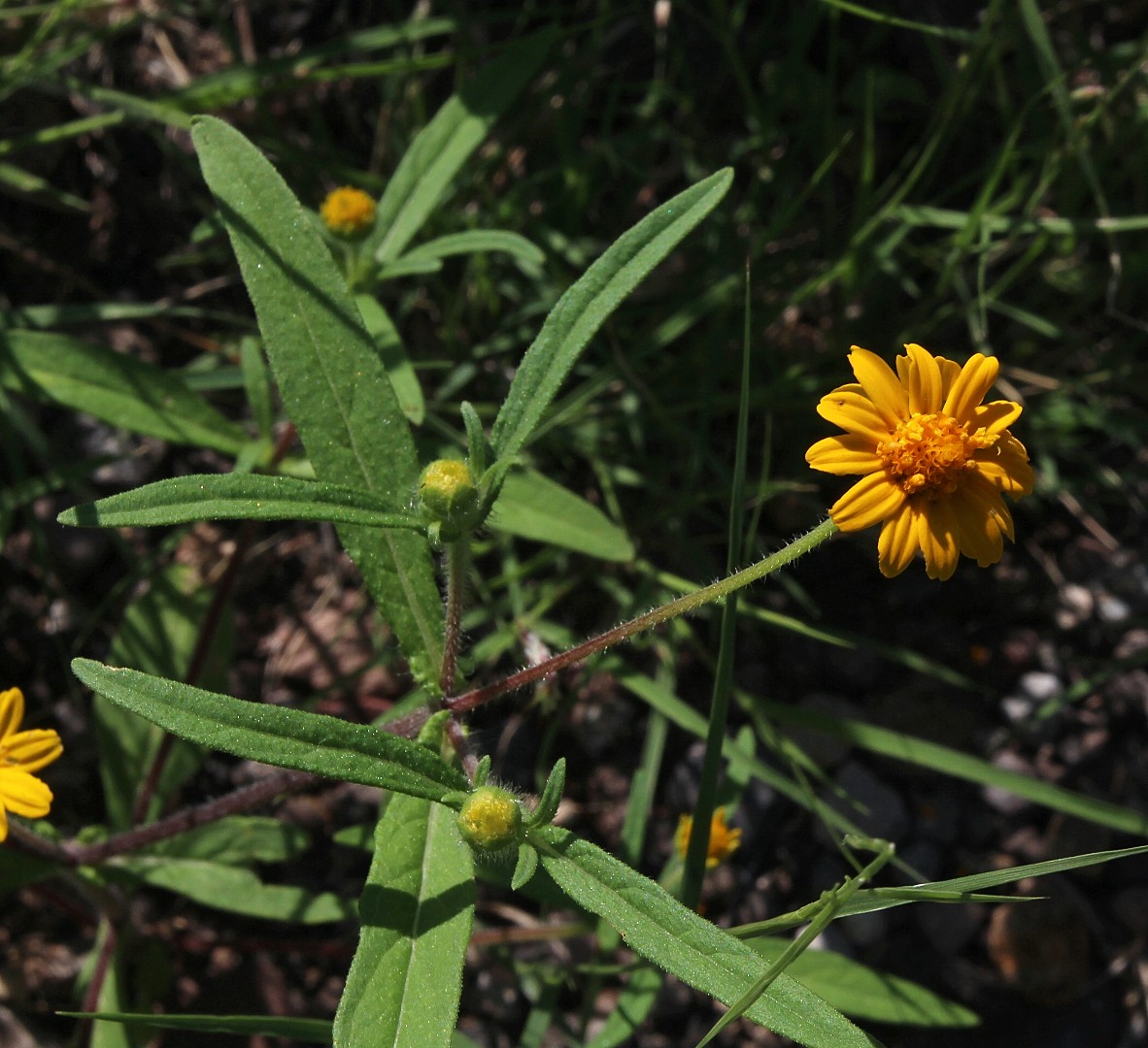 Melampodium cupulatum image