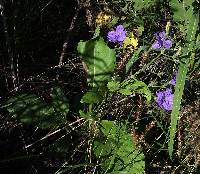 Ruellia ciliatiflora image