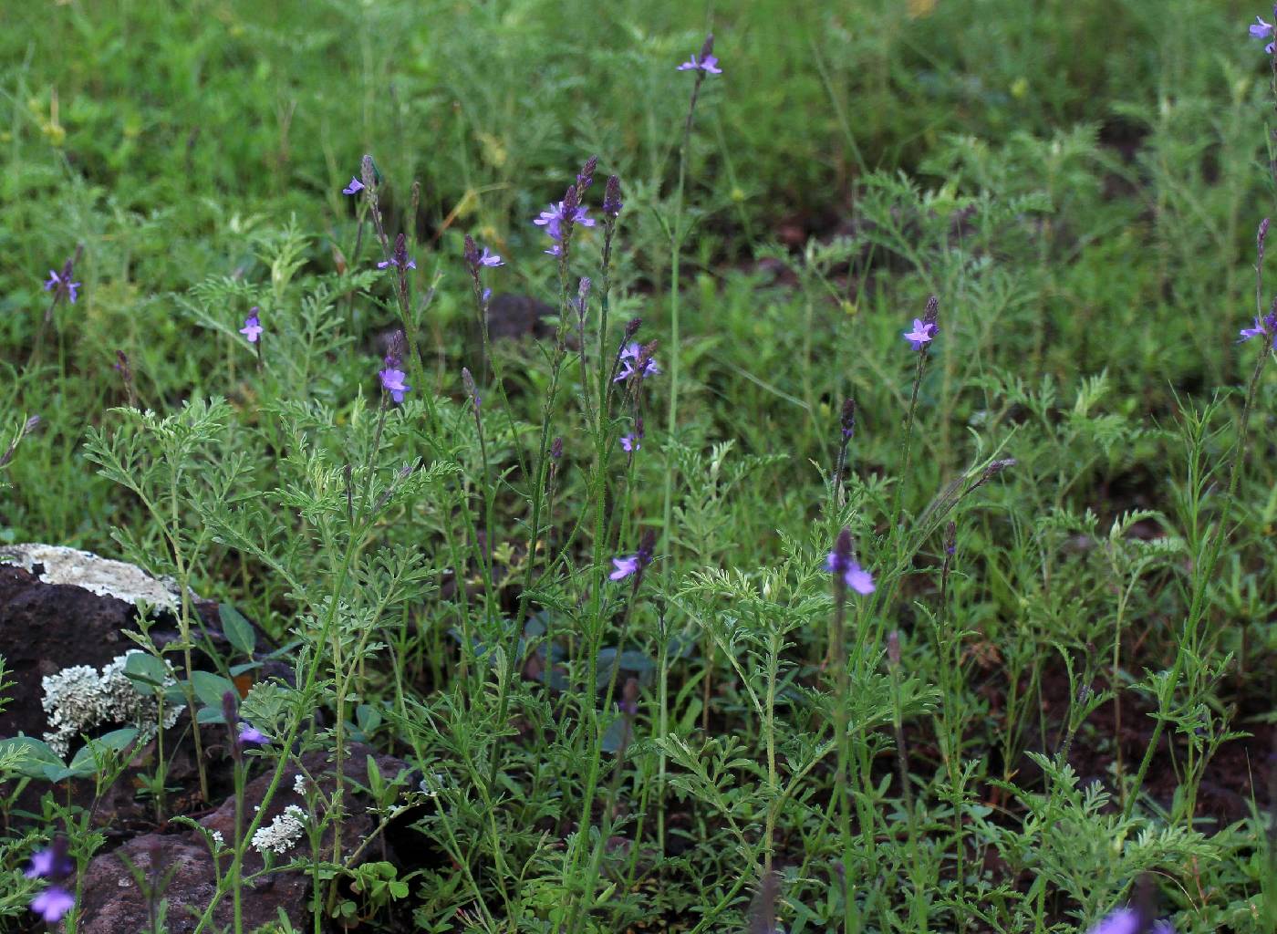 Verbena pinetorum image