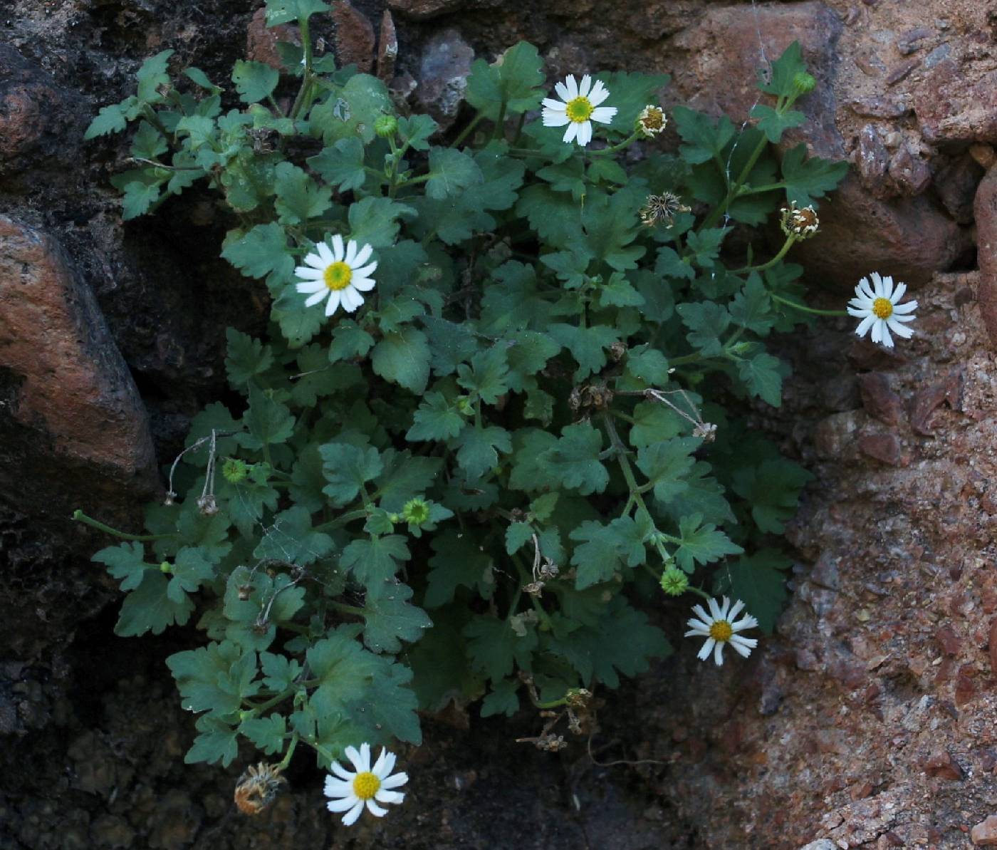 Perityle microglossa var. saxosa image