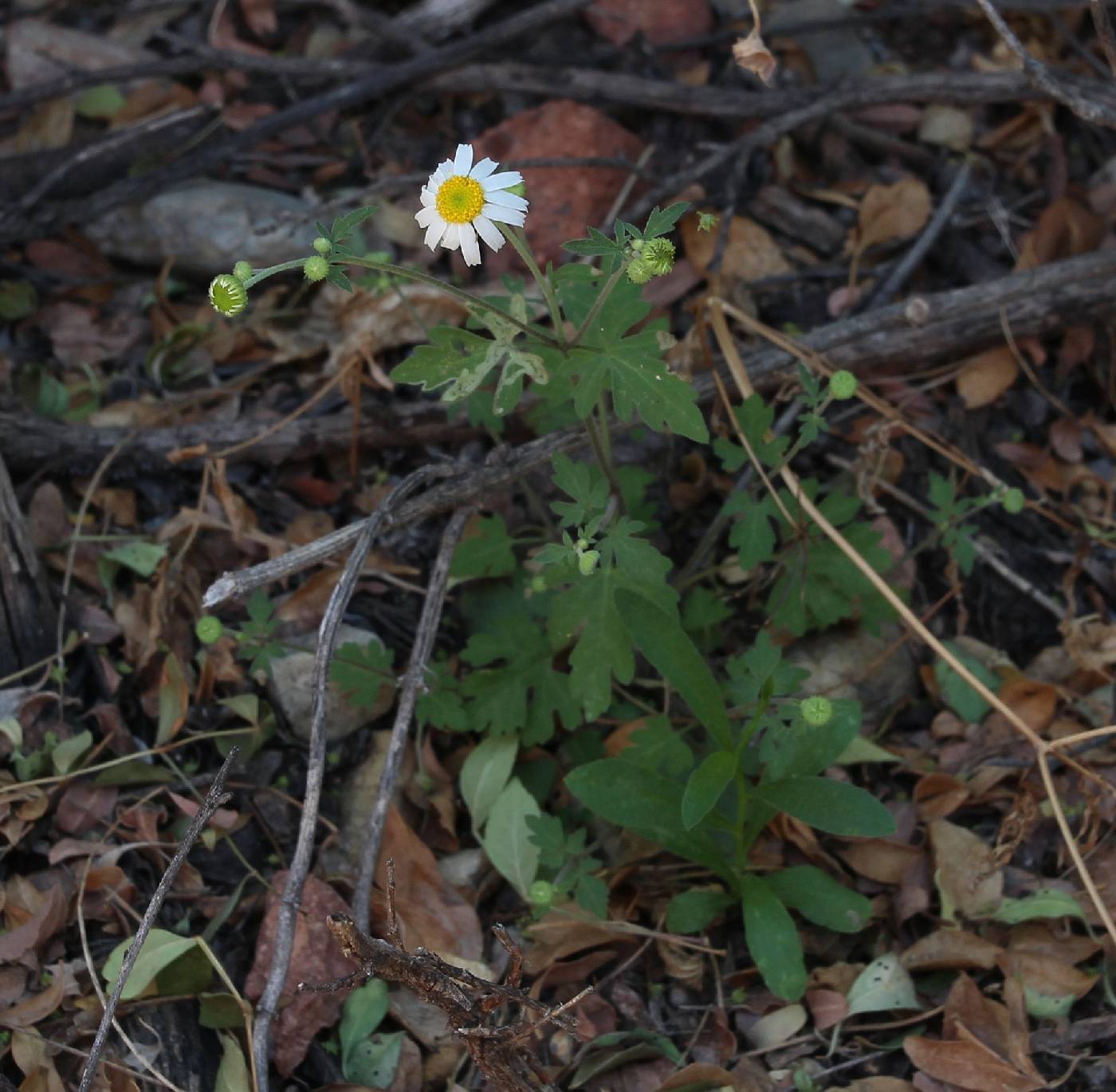 Perityle microglossa var. microglossa image