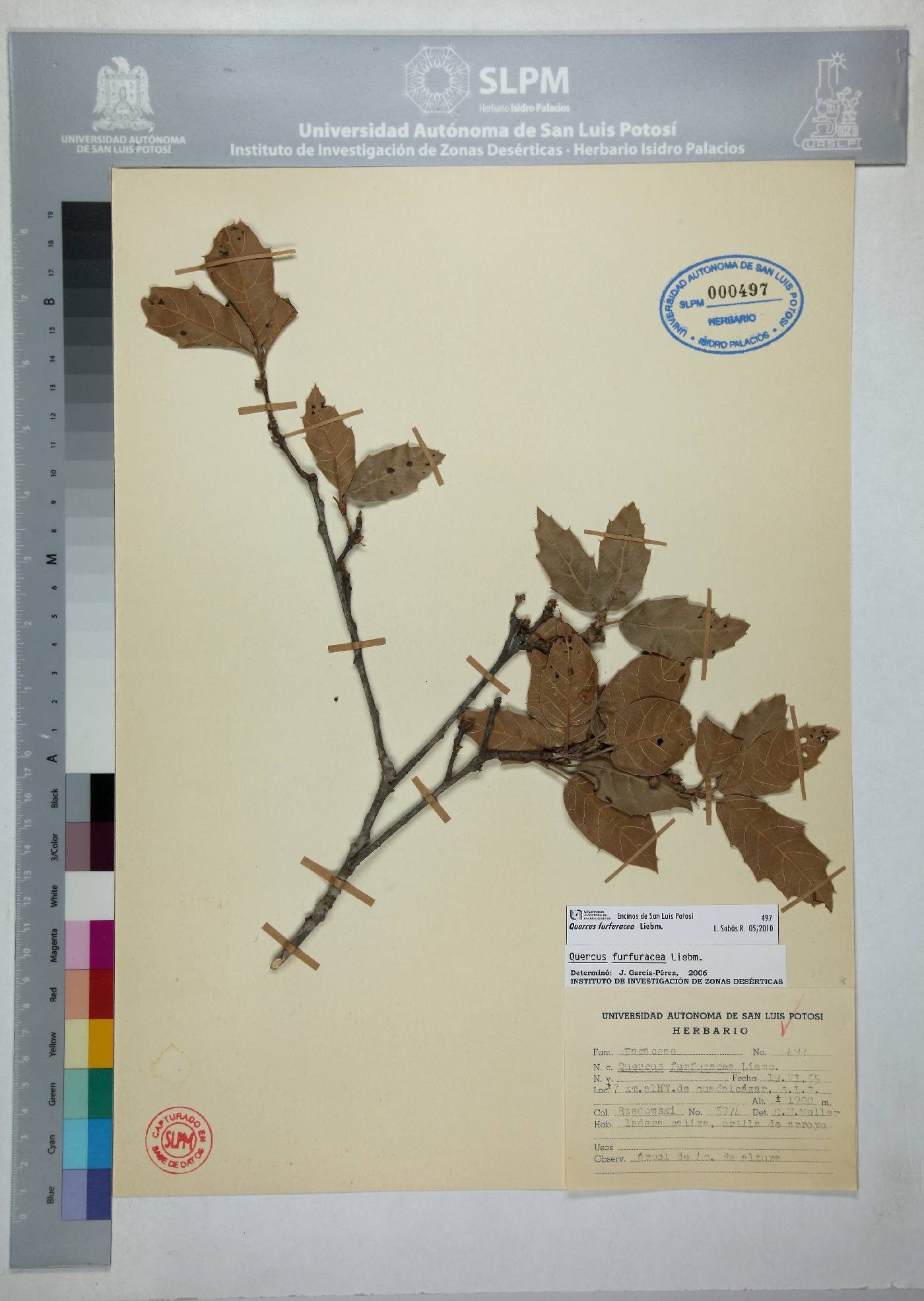 Quercus furfuracea image