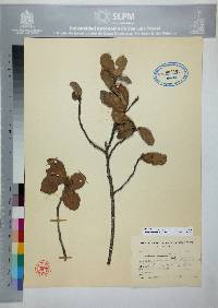 Quercus repanda image