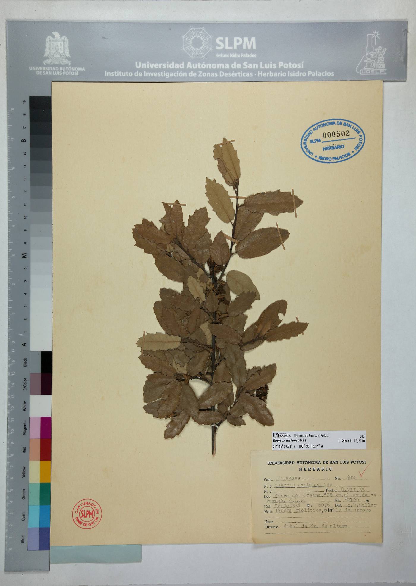 Quercus castanea image