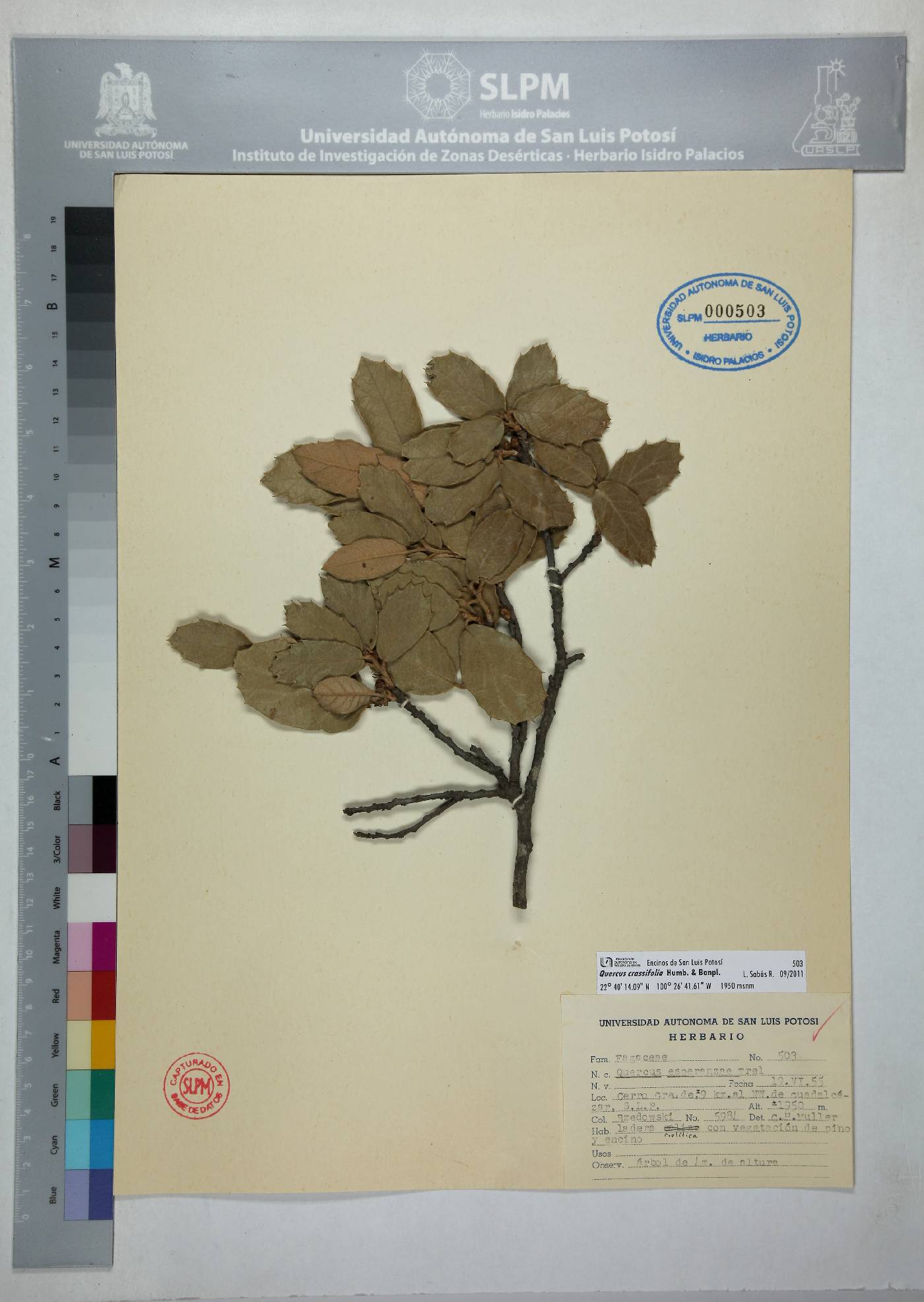 Quercus crassifolia image