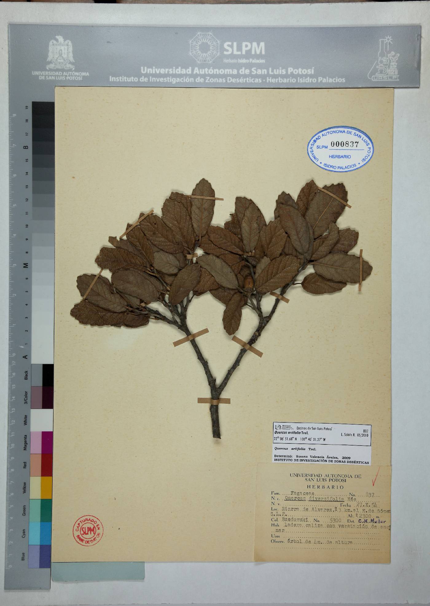 Quercus ariifolia image