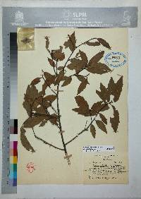 Quercus affinis image
