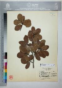 Quercus potosina image