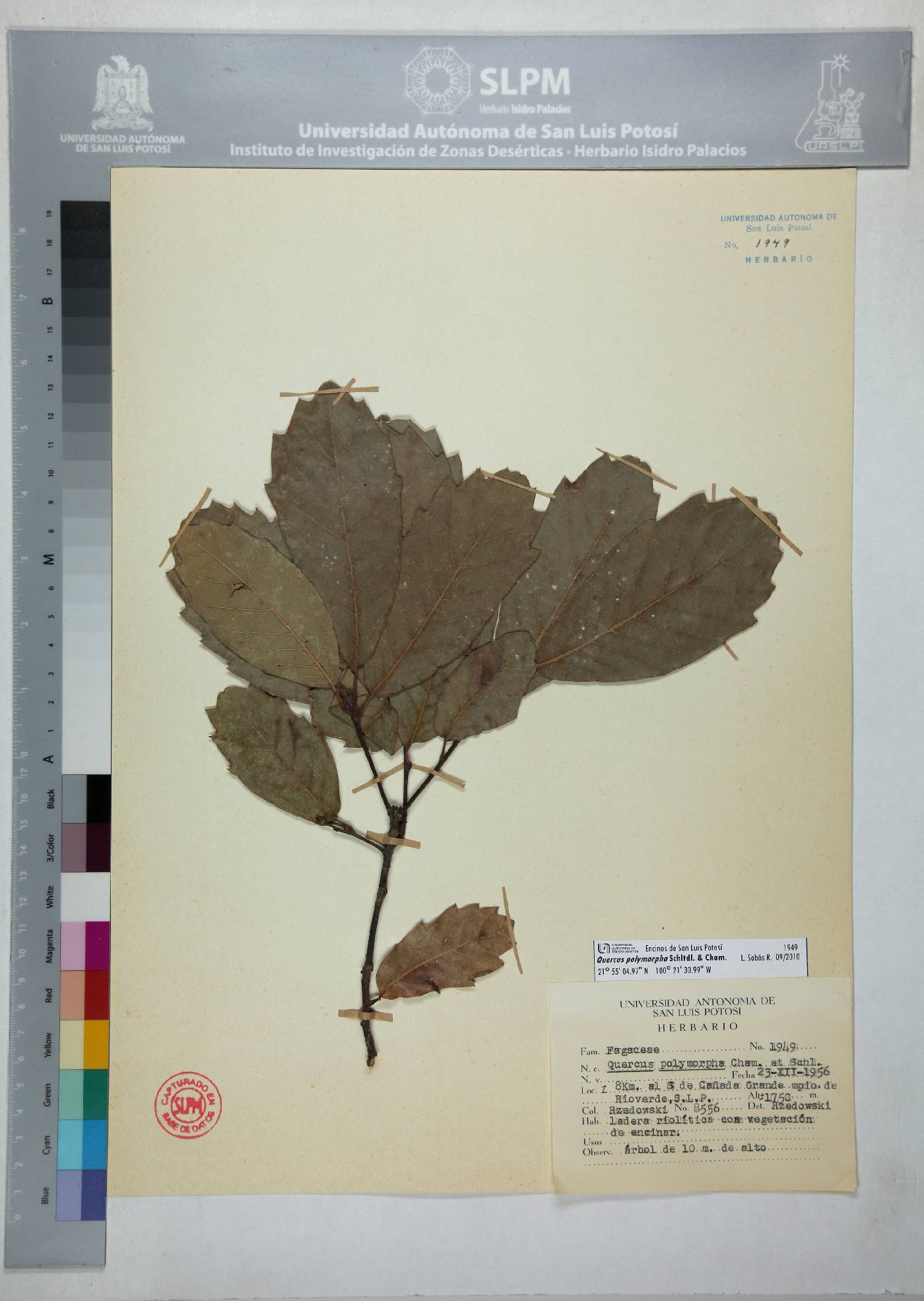 Quercus polymorpha image