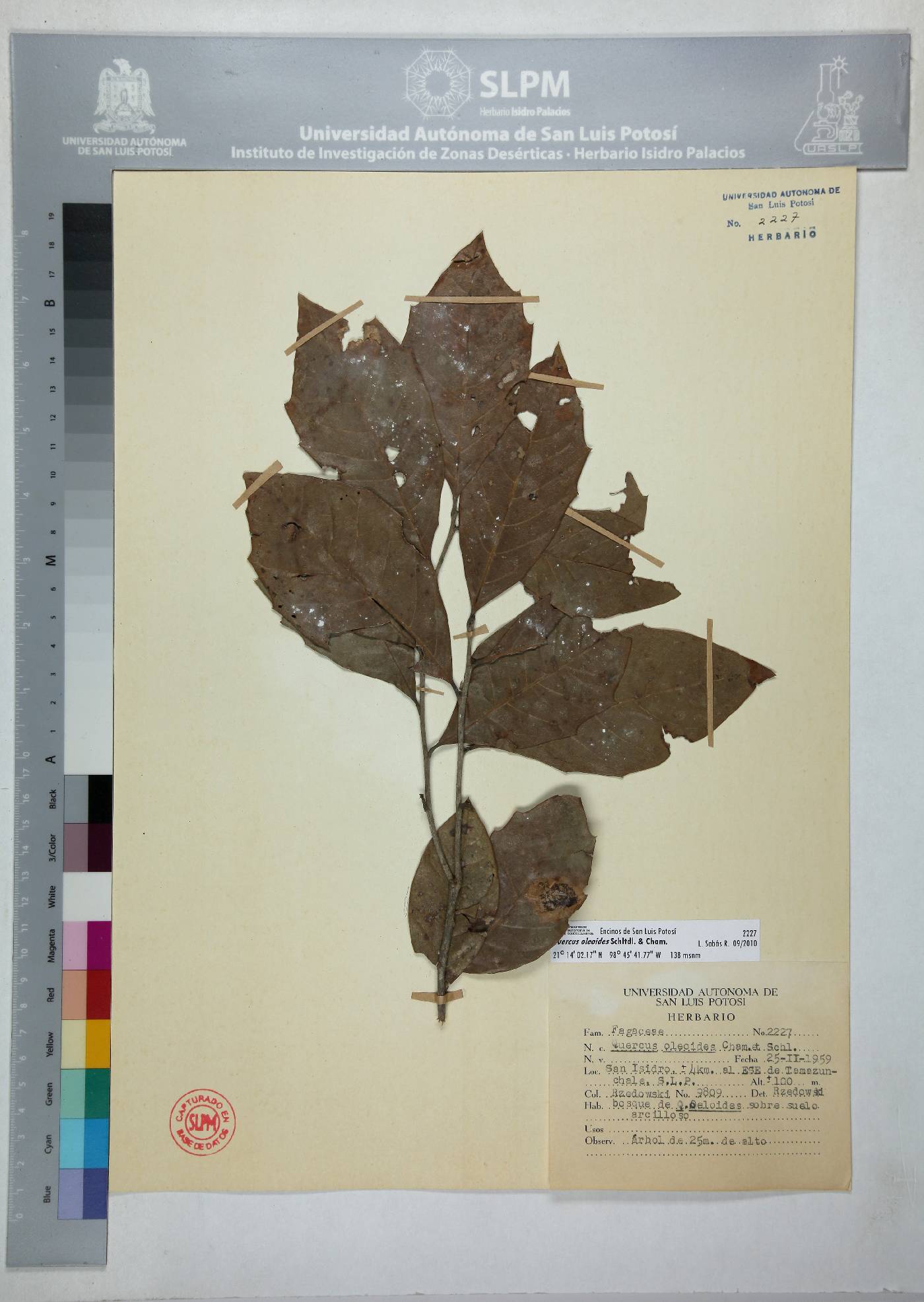 Quercus oleoides image