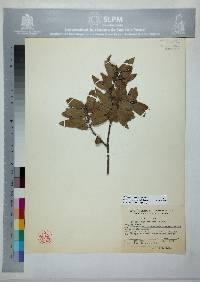 Quercus mexicana image