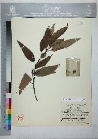 Quercus sartorii image