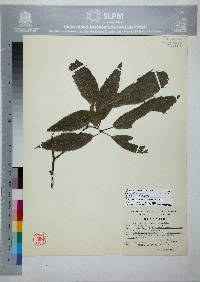 Quercus sartorii image