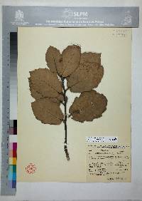 Quercus crassifolia image