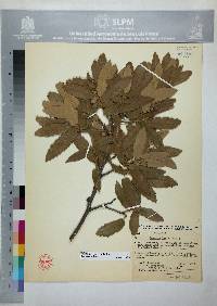 Quercus laeta image