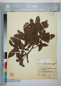 Quercus laeta image